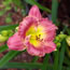 Hemerocallis Chance Encounter 